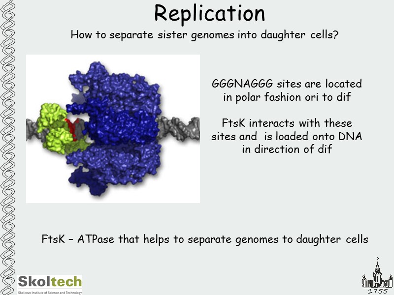 Replication How to separate sister genomes into daughter cells?  FtsK – ATPase that
